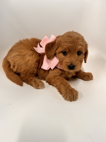 Kara - 5 weeks 