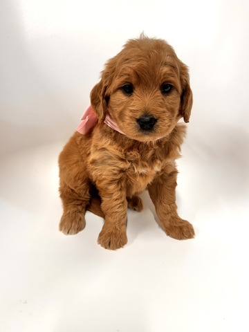 Kara - 5 weeks 