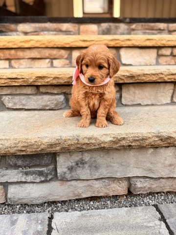 Kara - 5 weeks 