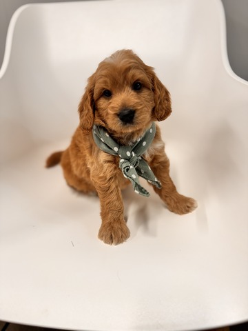 Bo - 5 Weeks 