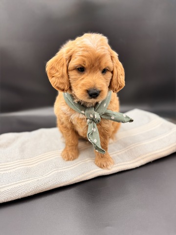 Bo - 5 Weeks 