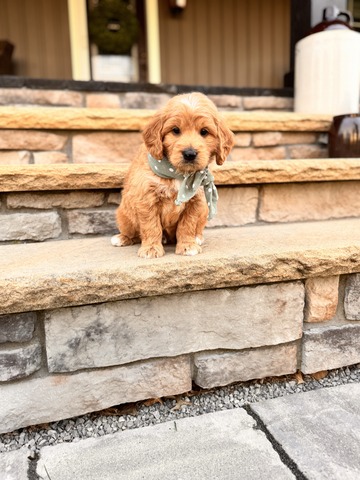 Bo - 5 Weeks 