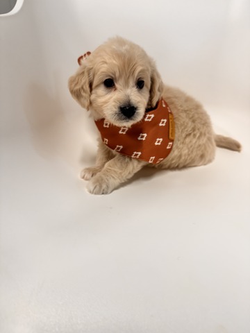 Bear - 5 weeks 
