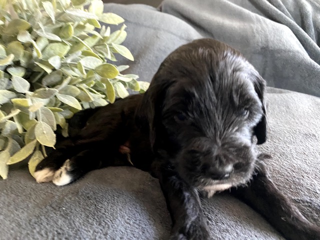 Oliver-3wks-3