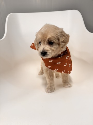 Bear - 5 weeks 