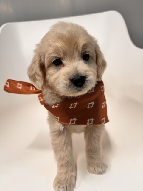 Bear - 5 weeks 
