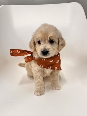 Bear - 5 weeks 