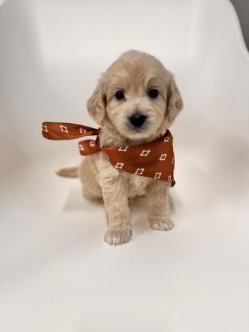 Bear - 5 weeks 