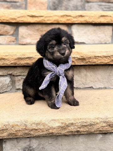 Roscoe - 5 weeks 