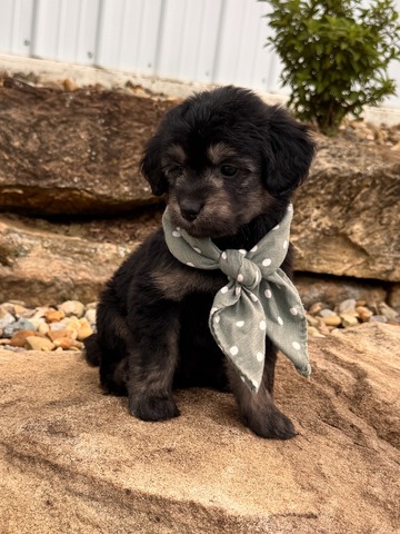 Roscoe - 5 weeks 