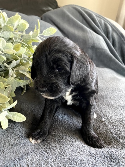 Oliver-3wks-4