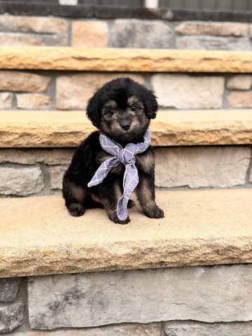Roscoe - 5 weeks 