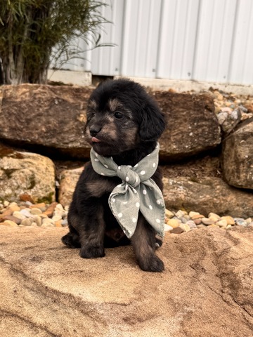 Roscoe - 5 weeks 