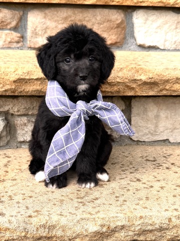 Caine - 5 weeks 