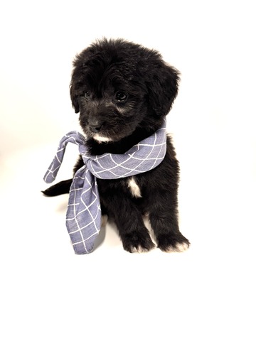 Caine - 5 weeks 