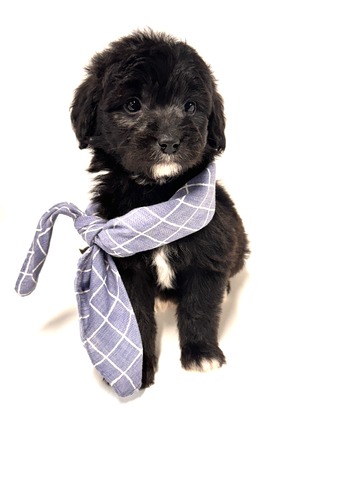 Caine - 5 weeks 