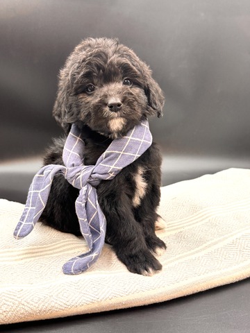 Caine - 5 weeks 