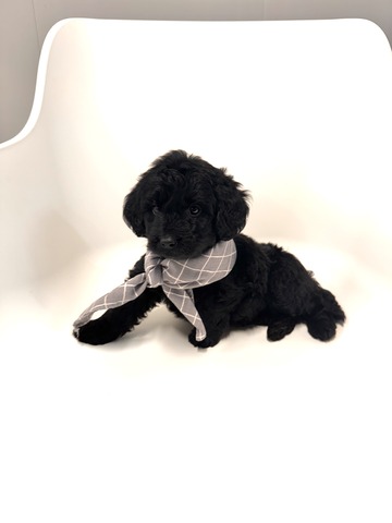 Barley - 6 weeks 