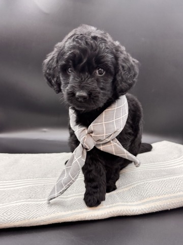 Barley - 6 weeks 