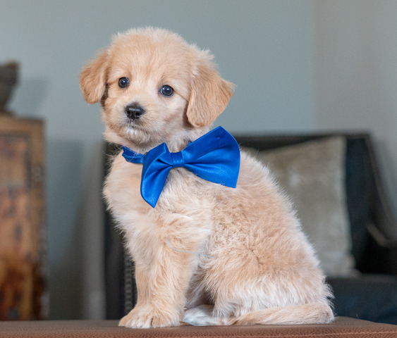 Archie - 6 weeks