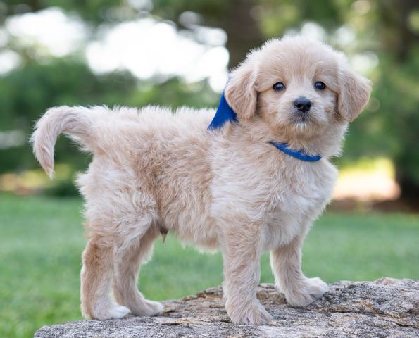 Archie - 6 weeks