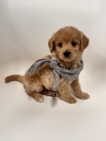 Archie -5 weeks