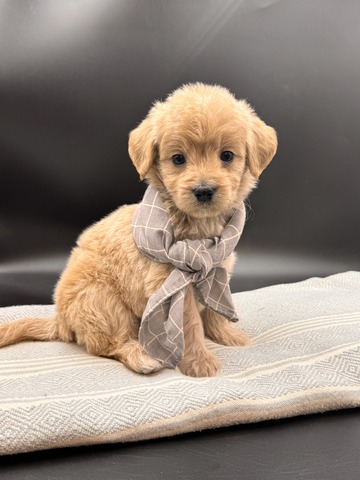 Archie -5 weeks