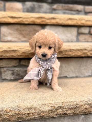 Archie -5 weeks