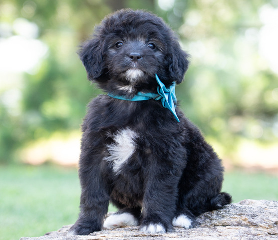 Caine - 6 weeks 