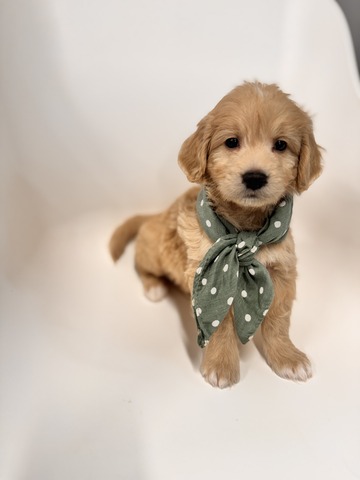 Bay - 5 weeks