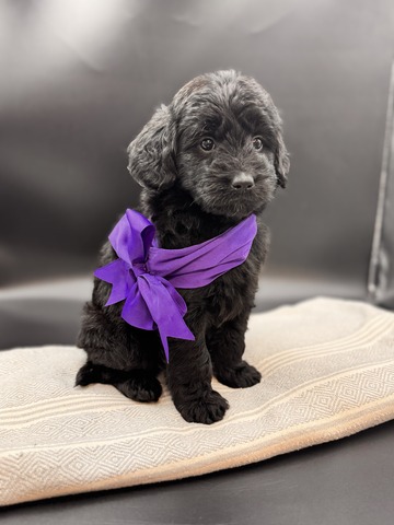 Beauty - 5 weeks