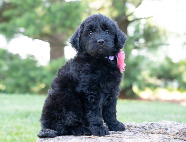Beauty - 6 weeks 