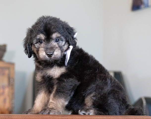 Roscoe - 6 weeks 