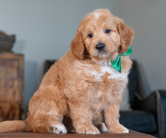Bo - 6 weeks 