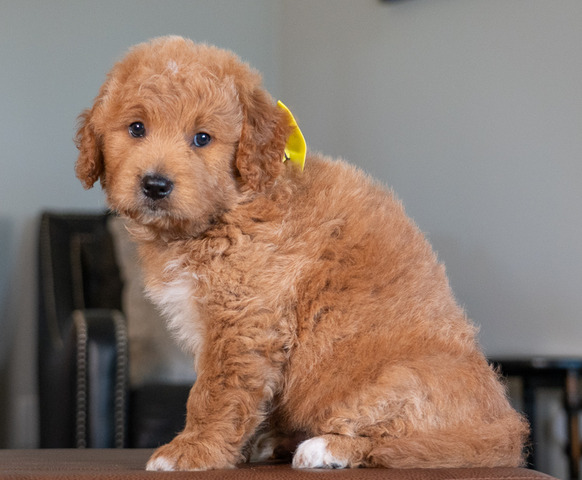 Ace - 6 weeks 