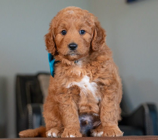 Dirk - 6 weeks 