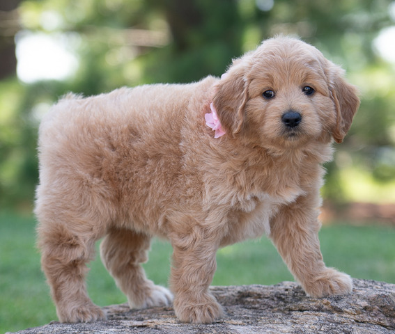 Ella - 6 weeks 