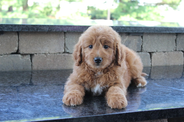 Dirk 8 weeks