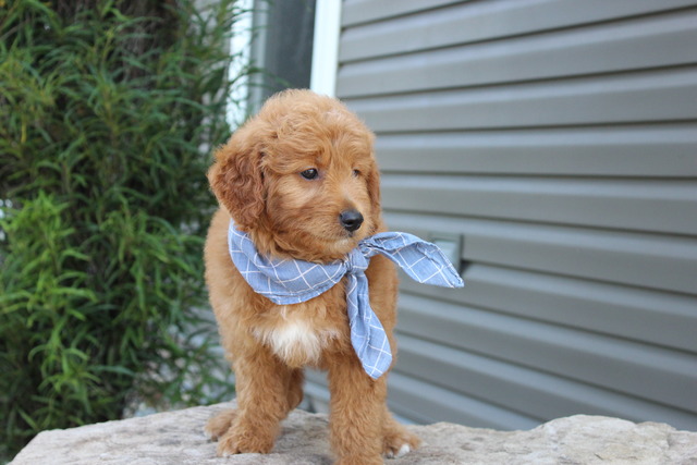 Dirk 8 weeks