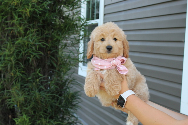 Ella - 8 weeks 