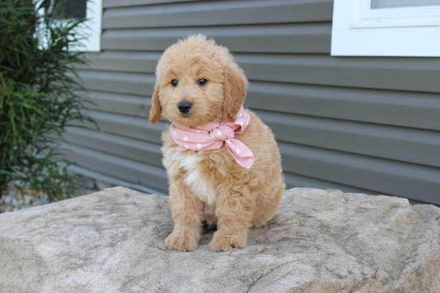 Ella - 8 weeks 