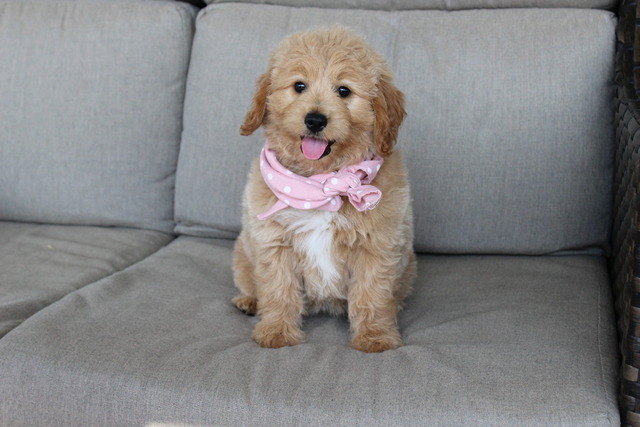 Ella - 8 weeks 