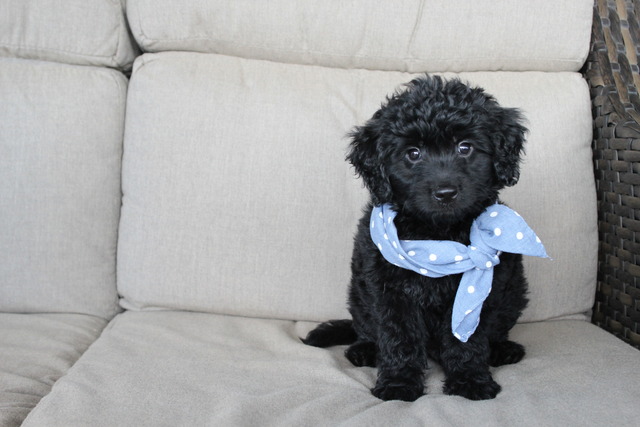 Barley - 8 weeks
