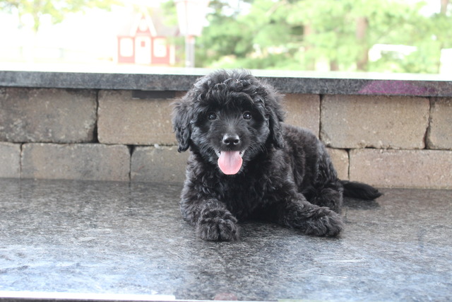 Barley - 8 weeks