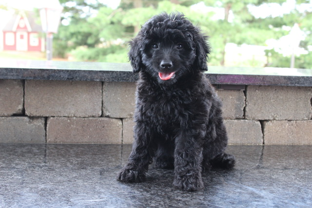 Barley - 8 weeks