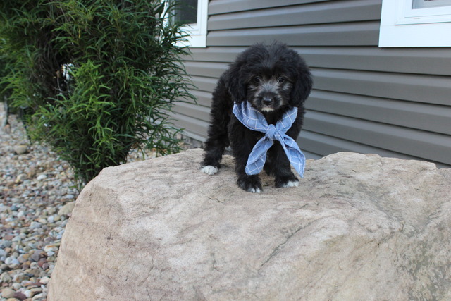 Caine - 8 weeks