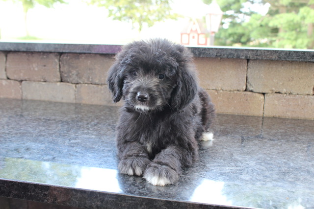 Caine - 8 weeks