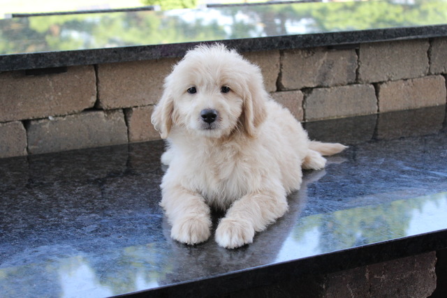 Bay - 8 weeks