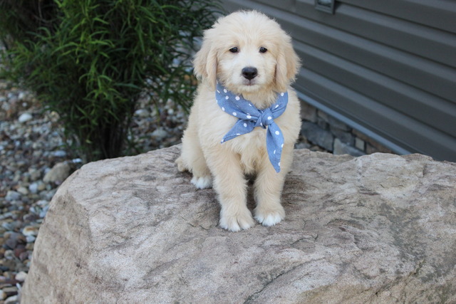 Bay - 8 weeks
