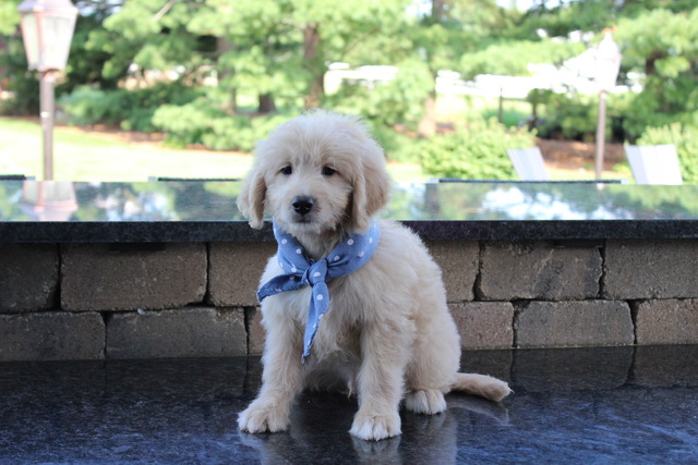 Bay - 8 weeks